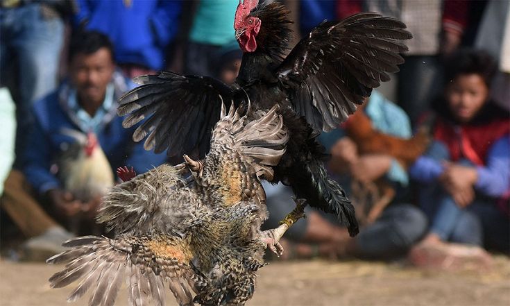 Đôi nét về cách chăm sóc gà đá bo 