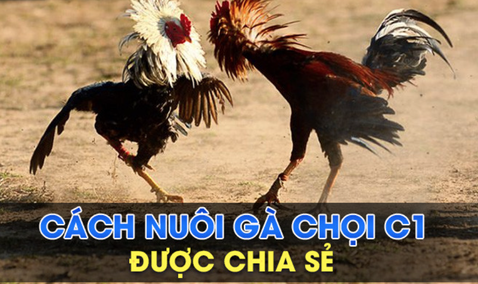 Điều cần lưu ý trước khi nuôi gà chọi C1